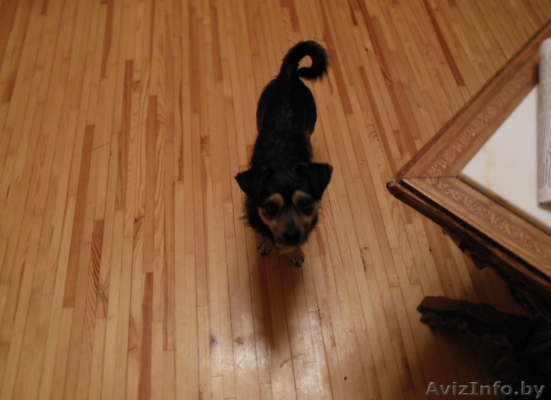 отдам даром собаку - Изображение #1, Объявление #803396