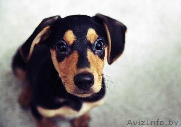 Флаппи - замечательный щеночек-мальчишка 3-ех месяцев - Изображение #1, Объявление #811637