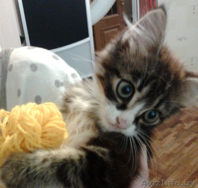 Пропал котёнок в районе ул.Пономаренко - Изображение #1, Объявление #809748