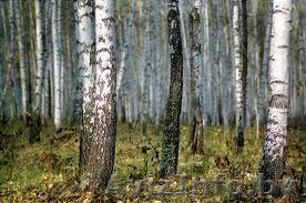  Вальщики леса с оборудованием - Изображение #1, Объявление #803079