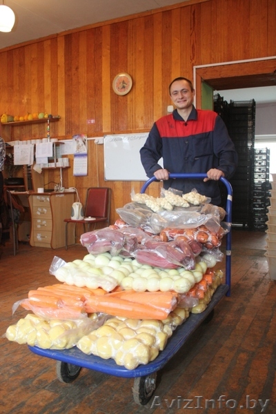 свежие овощи(картофель,морковь,свекла, и зелень в вакуумной упаковке - Изображение #1, Объявление #801634