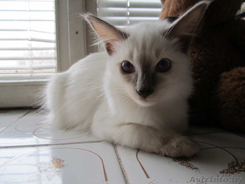 Продам котят редкой балинезийской породы - Изображение #1, Объявление #801048