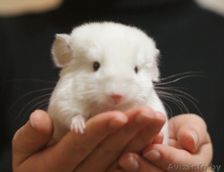 Шиншилла бело-розовая - Изображение #1, Объявление #808802