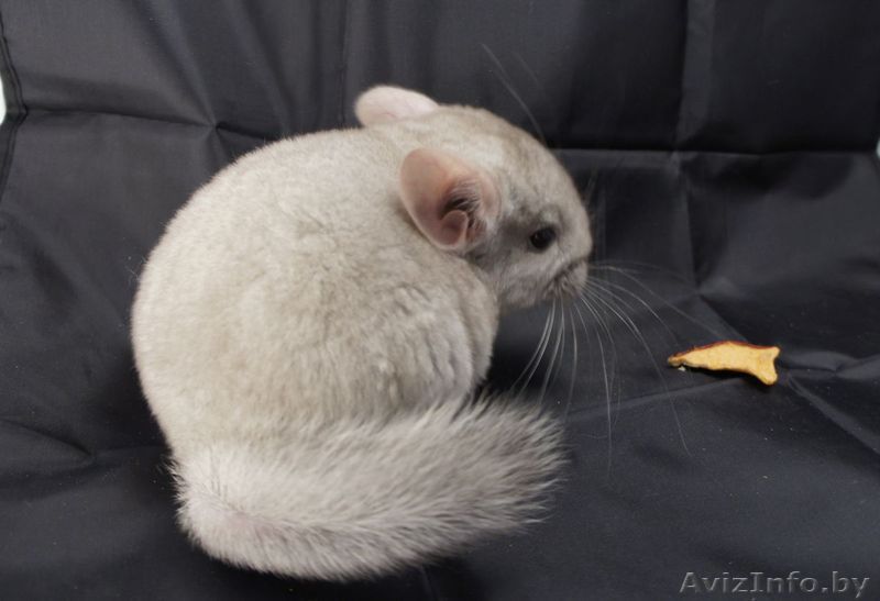 Шиншилла гетеробежевая - Изображение #1, Объявление #808786