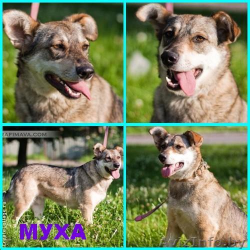 Собака-волченок Муха ищет новую семью - Изображение #1, Объявление #801380