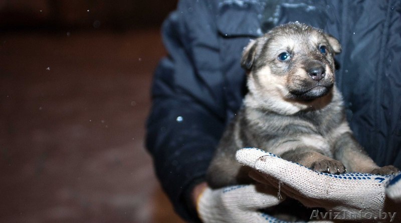 Пушистые щенки в дар - Изображение #1, Объявление #807629