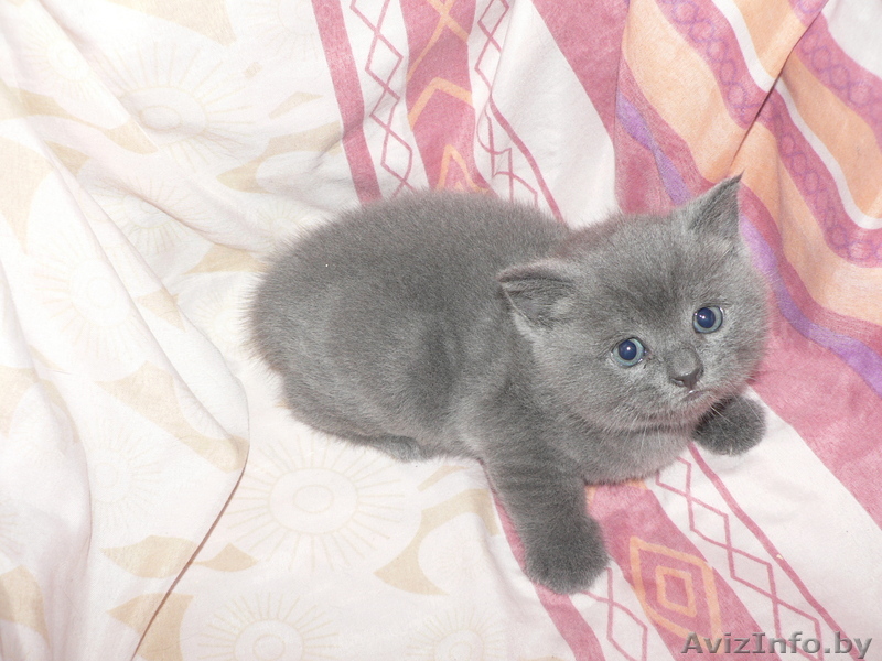 Британский короткошерстный котенок голубого окраса - Изображение #1, Объявление #806747