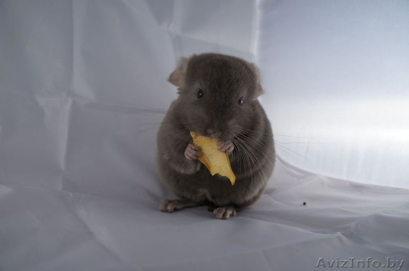 Шиншилла окраса пастель - Изображение #1, Объявление #808765