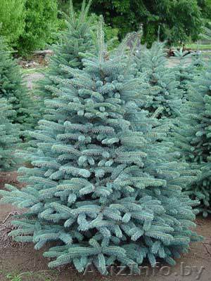 Елки и пихты новогодние живые - Изображение #1, Объявление #810549