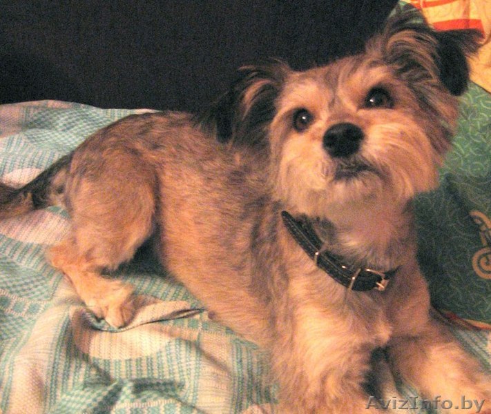 Маленькая собачка в дар - Изображение #1, Объявление #810040