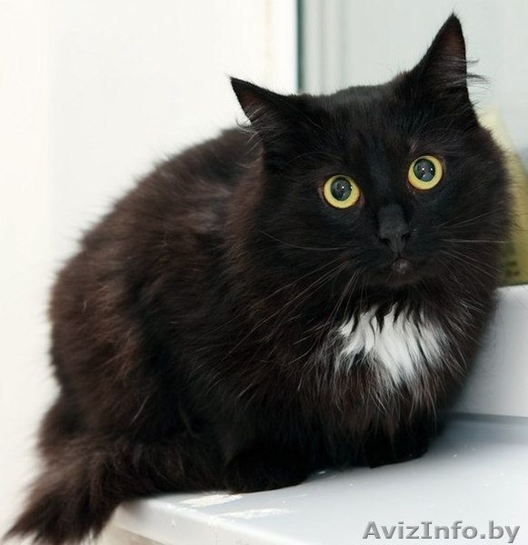 Черная кошечка-подросток в дар - Изображение #1, Объявление #825035