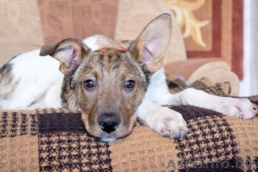 Щенок ищет хозяев - Изображение #1, Объявление #832666