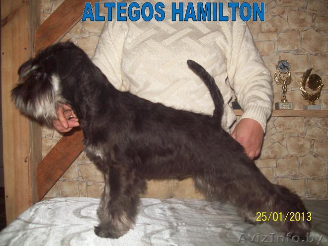 Щенки  миттельшнауцера, ризеншнауцера и цвергшнауцера питомник ALTEGOS - Изображение #1, Объявление #831883