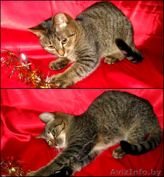 Бумер-котенок в дар. Только для активных людей! - Изображение #1, Объявление #824670