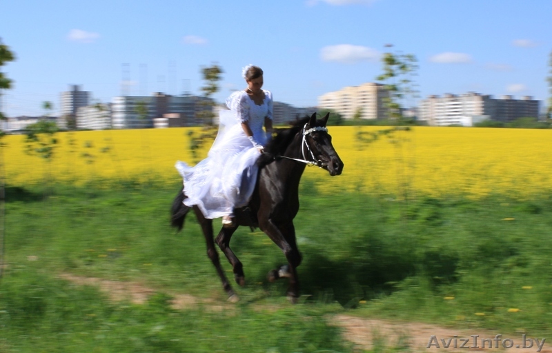 фотосессия с лошадьми - Изображение #1, Объявление #831992