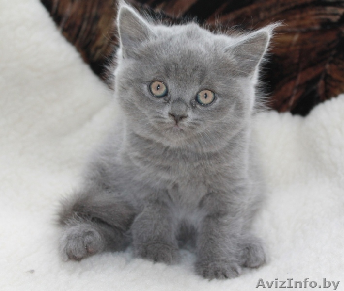 Питомник элитных британских и шотландских кошек. - Изображение #1, Объявление #827730