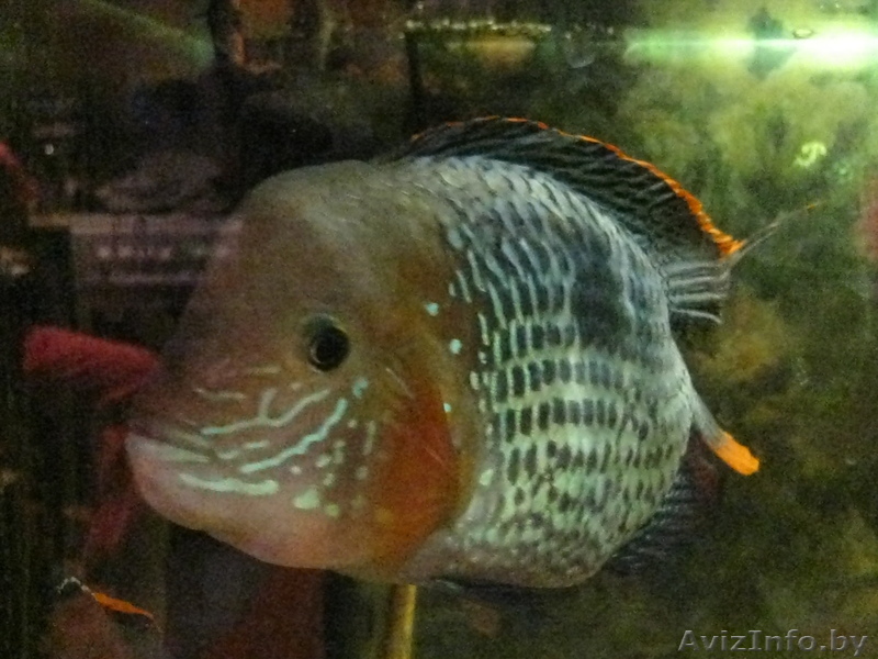 астронотусы, акара - Изображение #1, Объявление #826772