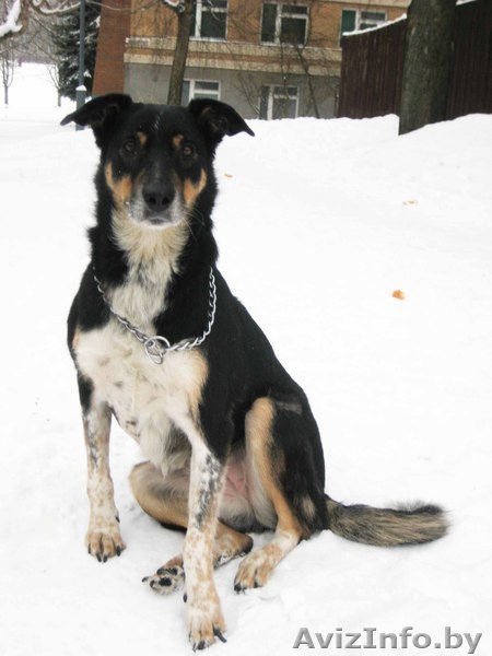 Метис ротвейлера и овчарки - Изображение #1, Объявление #823353