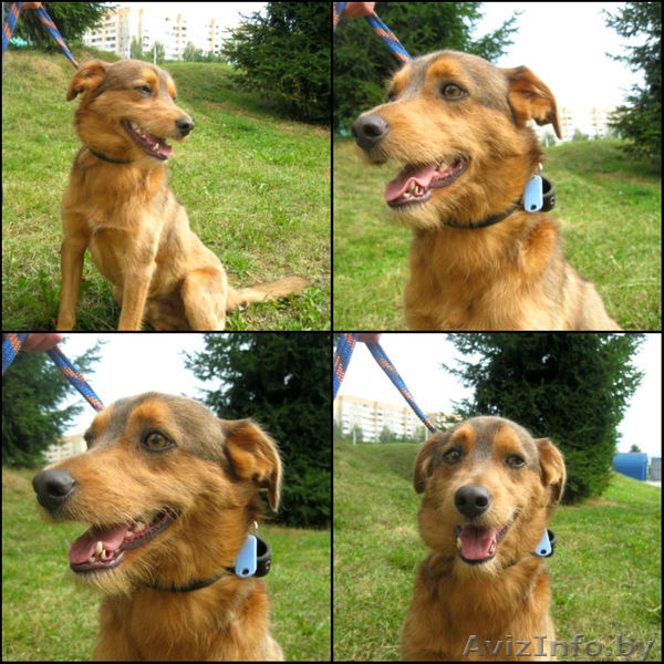 Замечательный пёс Марсик - Изображение #1, Объявление #824699