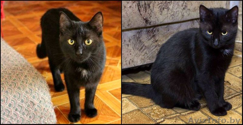 Мишель-загадочная и грациозная кошка! - Изображение #1, Объявление #824693