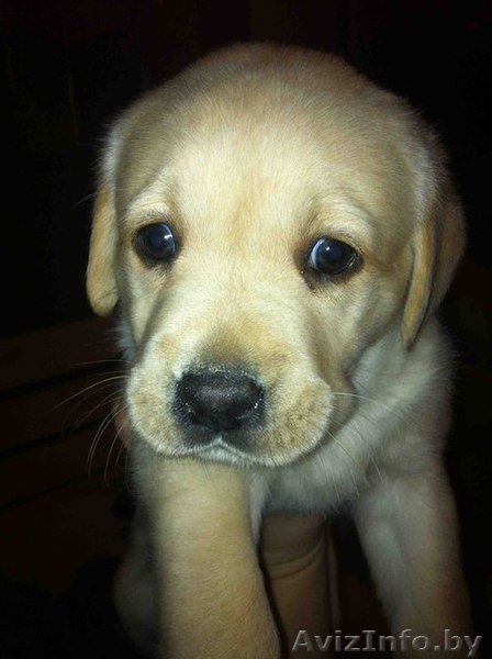 Продаются щенки лабрадора ретривер - Изображение #1, Объявление #827891
