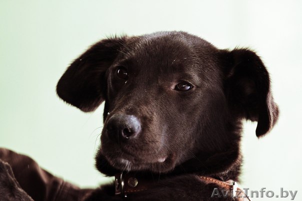 Винни нужна любящая семья! - Изображение #1, Объявление #817805