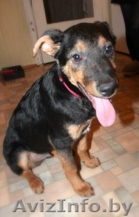 Обоятельный щенок в дар - Изображение #1, Объявление #832672