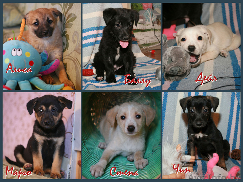 Щеночки на любой вкус, мальчики и девочки.  - Изображение #1, Объявление #827727