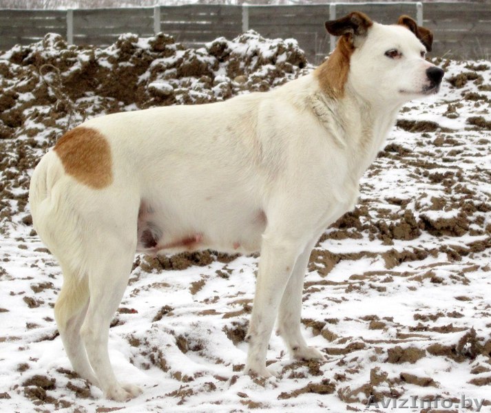 Собачка ищет дом - Изображение #1, Объявление #821551