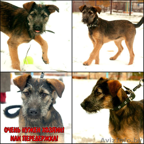 Тума - щенок-девочка, помесь терьера в дар! - Изображение #1, Объявление #824697