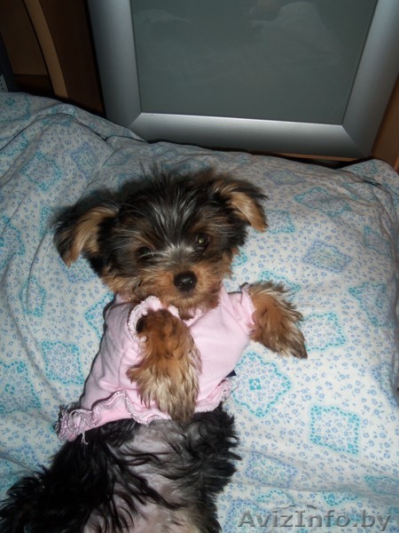 Продаю йоркирских терьеров - Изображение #1, Объявление #847436