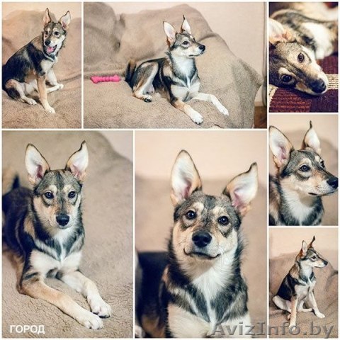 Тедди-милая и умная собака в дар!!! - Изображение #1, Объявление #835072