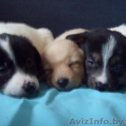 маленькие,хорошенькие безвозмездно,почти даром))))) - Изображение #1, Объявление #836690