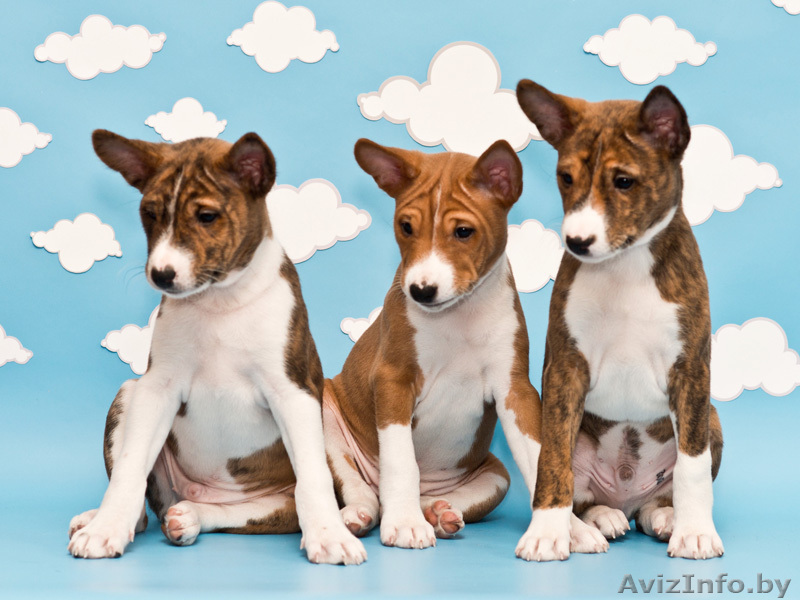 Басенджи.Щенок породы басенРедкий тигровый окрас. Родился 30.11.2012.. Высо - Изображение #1, Объявление #842926