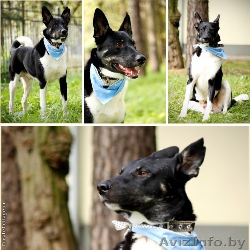 Метис лайки, Герцог, в добрые руки! - Изображение #1, Объявление #834980