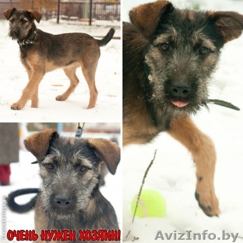 Самый нежный щенок в мире, Тума. В добрые руки! - Изображение #1, Объявление #834977