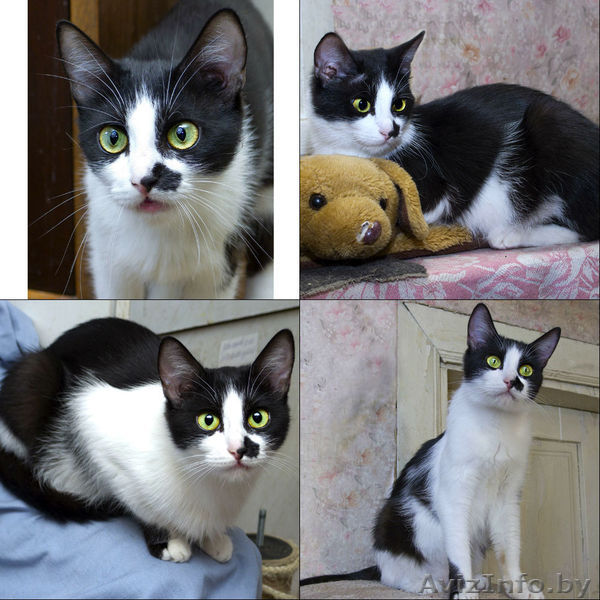 Феня - очаровательная кошечка в дар! - Изображение #1, Объявление #843337