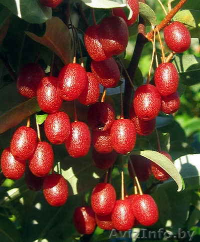 Гуми - лох садовый - Изображение #1, Объявление #833635