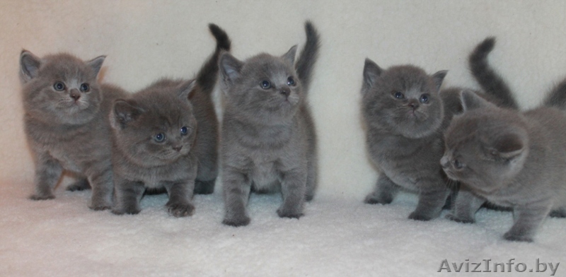 Питомник  британских и шотландских мевежат. - Изображение #1, Объявление #841892