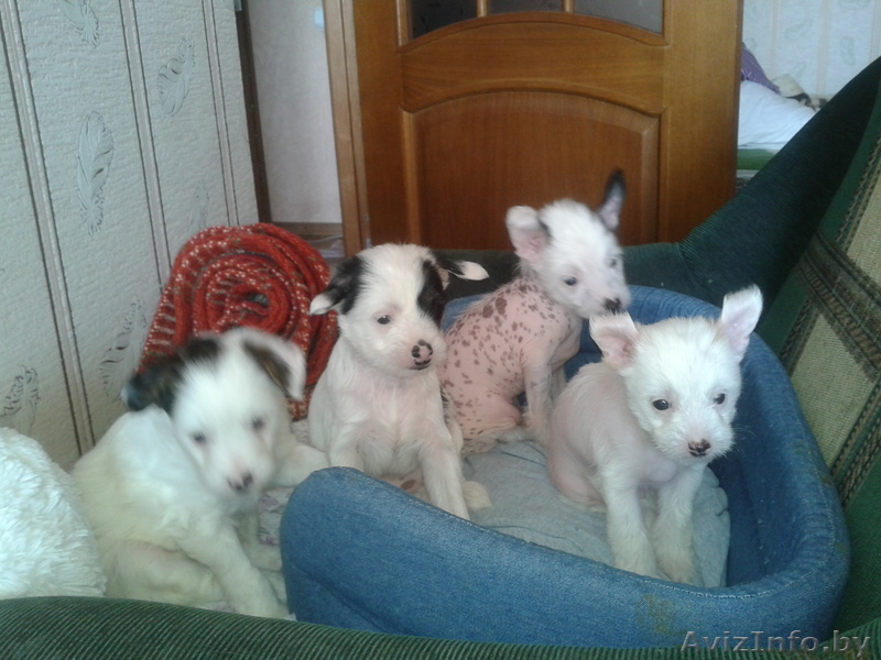 Продаются щенки китайской хохлатой - Изображение #1, Объявление #864247