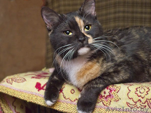 Афина - кошка необычайной красоты! - Изображение #1, Объявление #867345