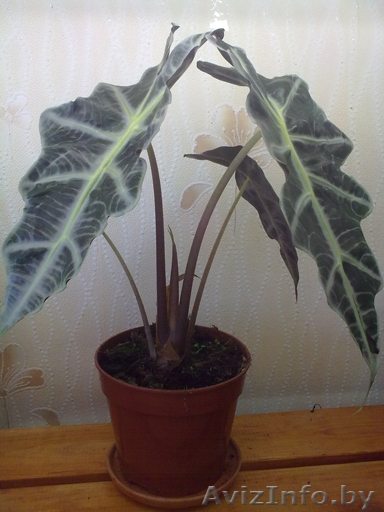 Алоказия. Комнатные растения Минск. - Изображение #1, Объявление #872164