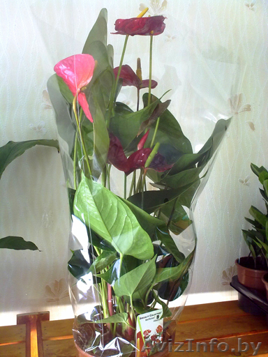 Антуриум. Комнатные растения Минск - Изображение #1, Объявление #872168