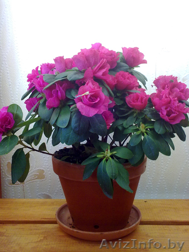 Азалия. Комнатные растения Минск. - Изображение #1, Объявление #872162