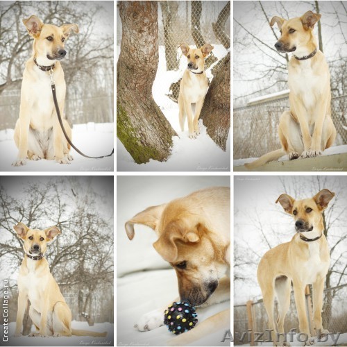 Знакомьтесь - это очаровательное чудо зовут Лаки! Щенок в дар! - Изображение #1, Объявление #865026