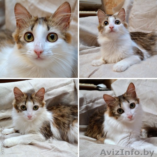 Пушистая кошечка с огромными глазами в дар! - Изображение #1, Объявление #865863