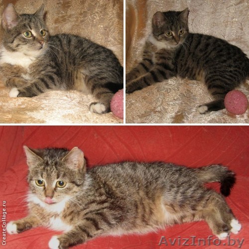 Котёнок  лесного окраса  - Лесная Фея в дар! - Изображение #1, Объявление #869463