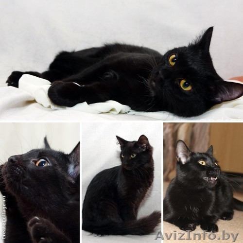 Лаковая чёрная шубка – воплощение богини кошек Бастет в дар! - Изображение #1, Объявление #855662