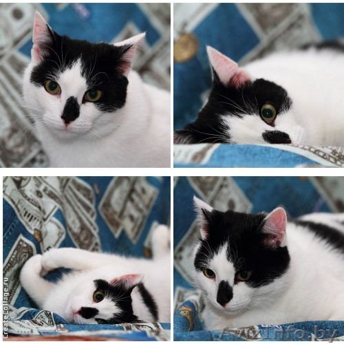 Белоснежный зеленоглазый красавец  в чёрном берете в дар! - Изображение #1, Объявление #857580