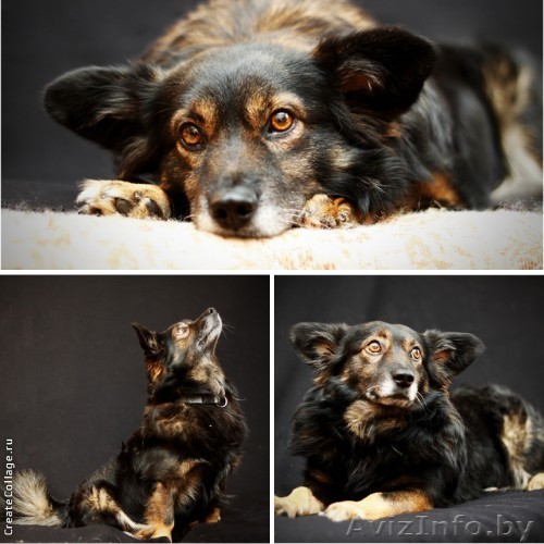 Маленький кобелёк Купер, добрый и ласковый, в самые надёжные руки!  - Изображение #1, Объявление #834973